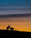 Mule deer silhouette in Banff Canada Royalty Free Stock Photo