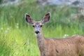 Mule deer in Silverton Colorado, looking at the camera Royalty Free Stock Photo