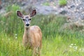 Mule deer in Silverton Colorado, looking at the camera Royalty Free Stock Photo