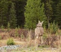 Mule Deer Royalty Free Stock Photo