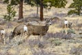 Spring Deer at Rocky Mountain National Park Royalty Free Stock Photo