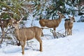 Mule Deer Standing In The Snow Royalty Free Stock Photo
