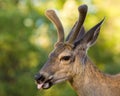 Mule Deer Sticking Tongue Out Royalty Free Stock Photo