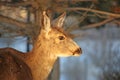 Mule Deer, Utah Royalty Free Stock Photo