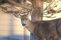 Mule deer in Utah in winter Royalty Free Stock Photo