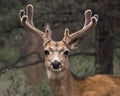 Mule deer with velvet antlers. Royalty Free Stock Photo
