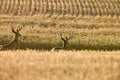 Mule Deer in Wheat Field Royalty Free Stock Photo