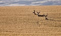 Mule Deer in Wheat Field Royalty Free Stock Photo