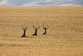 Mule Deer in Wheat Field Royalty Free Stock Photo