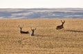 Mule Deer in Wheat Field Royalty Free Stock Photo