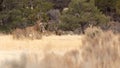 Mule deer in a winter brown meadow