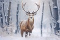 Mule deer in winter forest. Beautiful red deer in snowy forest, Noble deer male in winter snow forest. Artistic winter christmas Royalty Free Stock Photo