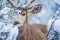 Mule Deer in Winter Forest Royalty Free Stock Photo