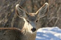Mule deer in winter Royalty Free Stock Photo
