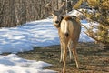 Mule deer in winter Royalty Free Stock Photo