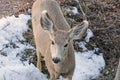 Mule deer in winter Royalty Free Stock Photo