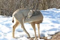 Mule deer in winter Royalty Free Stock Photo
