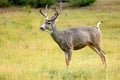 Mule Deer (Odocoileus hemionus) Royalty Free Stock Photo