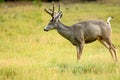 Mule Deer (Odocoileus hemionus)