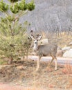 Mule Deer Yearling Royalty Free Stock Photo