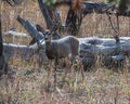 Mule Deer Yearling Royalty Free Stock Photo