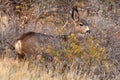 Mule Deer Yearling Royalty Free Stock Photo