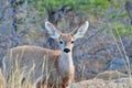 Mule Deer Yearling Royalty Free Stock Photo