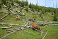 Mule Deer,Yellowstone National Park Royalty Free Stock Photo