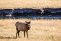 Mule deer in Yellowstone national park Royalty Free Stock Photo