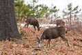 Mule Deer in Yosemite Royalty Free Stock Photo