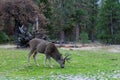 Mule deer in Yosemite Royalty Free Stock Photo