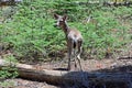 Mule Deer - Yosemite National Park, California, United State. Royalty Free Stock Photo