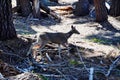 Mule Deer - Yosemite National Park, California, United State. Royalty Free Stock Photo