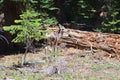 Mule Deer - Yosemite National Park, California, United State. Royalty Free Stock Photo