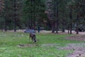Mule deer in Yosemite