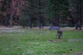 Mule deer in Yosemite