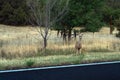 Mule Deer beside a road in summer Royalty Free Stock Photo