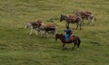Mule donkey carrying supplies cargo on Cordillera Huayhuash Circuit andes alpine Ancash Huanuco Peru South America