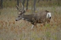 Mule-eared buck full body