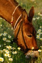 Mule eating