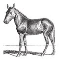 Mule or Equus mulus, vintage engraving Royalty Free Stock Photo