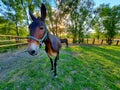 Mule farm donkey sunset barn