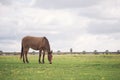 Mule with the front legs tied with a rope. Grazing green grass in the meadow on a cloudy day. Animal abuse Royalty Free Stock Photo