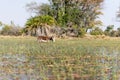 Mule grasing in the okawango delta in Botswana