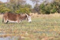 Mule grasing in the okawango delta in Botswana