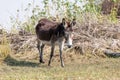Mule grasing in the okawango delta in Botswana