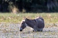 Mule grasing in the okawango delta in Botswana