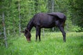 Mule grazing amongst wildflowers after packing equipment into the mountains