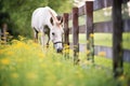 mule grazing in field of wildflowers, fence fading into woods