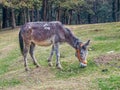 Mule grazing grass